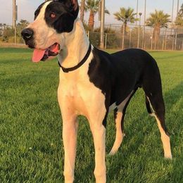 Great Danes from Lil Dane Loves