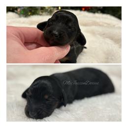 Yellow heart girl (blk n tan) - Black and tan female Dachshund puppy in Chehalis, Washington from McJazzin Doxies