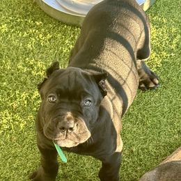 Green Collar Male - Black male Cane Corso puppy in Mc Ewen, Tennessee from Worldwide Kennels