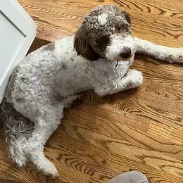 Lagotto Romagnolo All Grown Up from Dwyer Hills