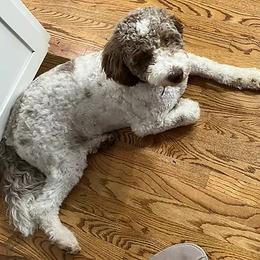 Lagotto Romagnolo All Grown Up from Dwyer Hills
