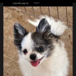 Simon - Blue merle male Pomeranian puppy in Laredo, Texas from SASH Poms