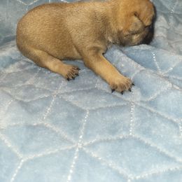 French Bulldog Puppies from Lake Martin Fancy Frenchies