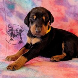 Yellow Collar Female Amethyst and Sage - Black and rust female Doberman Pinscher puppy in Spencer, Indiana from Jackson's Dobermans