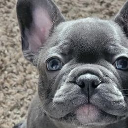 French Bulldogs from J & S Frenchies