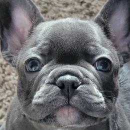 French Bulldogs from J & S Frenchies