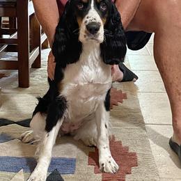 English Springer Spaniel All Grown Up from II Shea Ranch