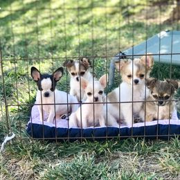 Chihuahua Puppies from Spunkypaws Chihuahuas