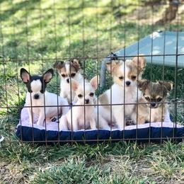 Chihuahua Puppies from Spunkypaws Chihuahuas