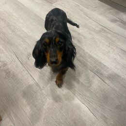 Millie - Dachshund