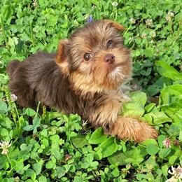 Yorkshire Terrier Puppies from Willow's Standards