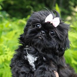 Pearl - Black female Shih Tzu puppy in Douglas, Massachusetts from Majesty’s Shih Tzus