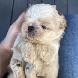 Snoopy - Cream and white male Shih Tzu puppy in Lakeland, Florida from Sunshine Shih Tzus