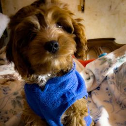 Jasper - Red male Cavapoo puppy in Maple Grove, Minnesota from Honey Bit Kennels