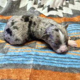 Blue Merle - Blue merle female Toy Australian Shepherd puppy in Stephenville, Texas from Rockin J Lil Aussies