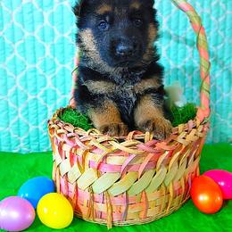 German Shepherd Puppies from Kindheitstraum Kennels