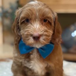 Sirius - Caramel red male Australian Labradoodle puppy in Elk Grove, California from Sacto Labradoodles