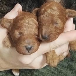Snickerdoodle Cookie - Red  male Poodle puppy in Sandpoint, Idaho from Teddy Bear Toy Poodles