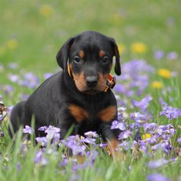 Doberman Pinscher and Giant Schnauzer Puppies from 32 Farms