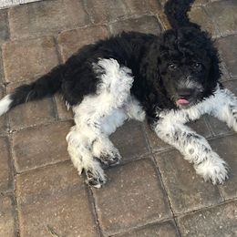 Goldendoodle and Poodle Puppies from Nini's Poodles and Doodles of St. Johns Co.
