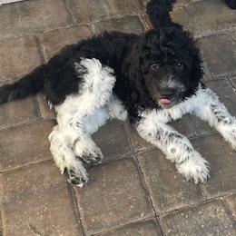 Goldendoodle and Poodle Puppies from Nini's Poodles and Doodles of St. Johns Co.