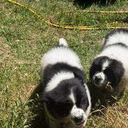 Izzy OFA - White and black female Newfoundland puppy in Falmouth, Michigan from Dyer Lake Newfoundland’s