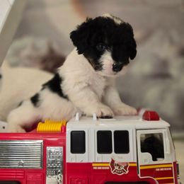 Sinatra - Tri-color male Double Doodle puppy in Prescott Valley, Arizona from Ramirez Family Doodles