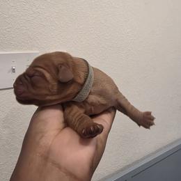 Daisy-Grey - Cafe female Labradoodle puppy in Commerce City, Colorado from Playful Paws Labradoodles