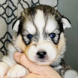 England - Male 1 - Gray and white male Siberian Husky puppy in Monroe, Georgia from Beastly Beauties Huskies & Pomskies