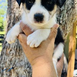 Willow - Black tri-color female Australian Shepherd puppy in Bunnell, Florida from Royal Biewer and Royal Aussies