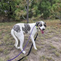 Catahoula Leopard Dog puppies from Bradford Catahoulas