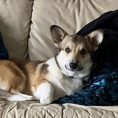 Nugget - Pembroke Welsh Corgi