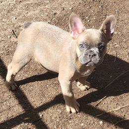 R.D. - Blue fawn male French Bulldog puppy in Ardmore, Oklahoma from Big Ox Bulldogs