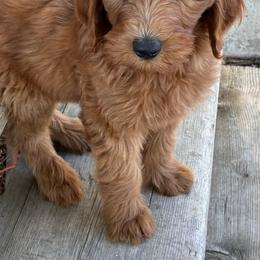 Goldie - Caramel red female Labradoodle puppy in Montrose, Colorado from Ithilien Labradoodles