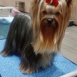 Yorkshire Terrier puppies from Shelby's Yorkshire Terriers