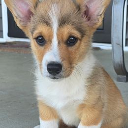 JD - Sable and white male American Corgi puppy in Brownstown, Indiana from Brave Country Kennels