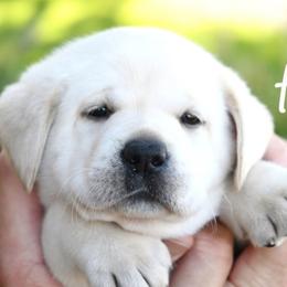Cleo's Peach - Yellow female Labrador Retriever puppy in Pasco, Washington from ROCK CREEK LABRADORS Pasco, WA