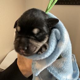 Boy 1 - Black and silver Miniature Schnauzer puppy in Bakersfield, California from Connie's Mini Schnauzer’s