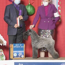 Kerry Blue Terriers from Cross the Rubicon