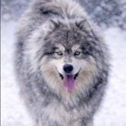 Tikaani - Siberian Husky