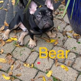 French Bulldog Puppies from 2 J’s Frenchies