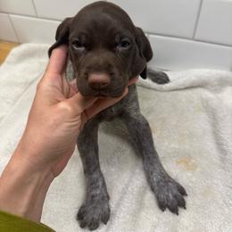 Yellow Boy - Liver male German Shorthaired Pointer puppy in White Salmon, Washington from Holding Hands Farm