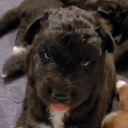Butters - Black male Siberian Husky puppy in Meridian, Mississippi from JJ's Huskies