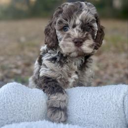 Annie Armstrong - Merle female Cockapoo puppy in Tallahassee, Florida from Panhandle Pups