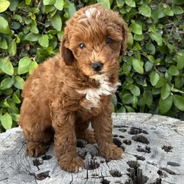 Pink Collar Girl - Red  female Poodle puppy in Modesto, California from Dry Creek Poodles