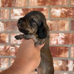 Baron - Cream male Dachshund puppy in Deming, New Mexico from FoxieDoxies of New Mexico