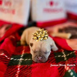 French Bulldog Puppies from Kimberly brokaw