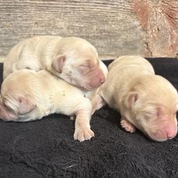 2nd Pick of Female Yellow Pups - Yellow female Labrador Retriever puppy in Freeport, Illinois from Rock Hollow Retrievers