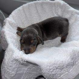 Dachshund Puppies from Sausage Strolls