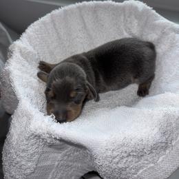 Dachshund Puppies from Sausage Strolls